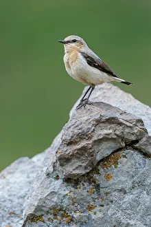 Vertebrates: Northern Wheatear (Oenanthe oenanthe) ~ female perched on a stone ~ Aragon