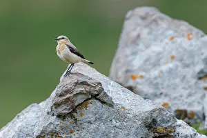 Vertebrates: Northern Wheatear (Oenanthe oenanthe) ~ female perched on a stone ~ Aragon