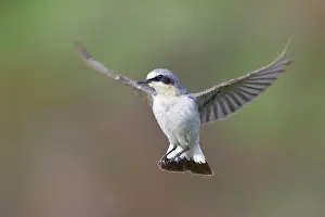 Oenanthe: Northern wheatear (Oenanthe oenanthe), male in flight