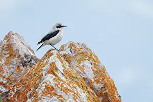 Vertebrates: Northern Wheatear (Oenanthe oenanthe) ~ male perched on a stone ~ Aragon