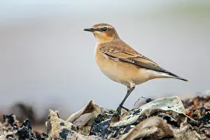 Holstein: Northern Wheatear (Oenanthe oenanthe) North Sea