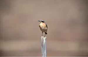Posts: NORTHERN WHEATEAR - perched on post