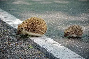 Erinaceus: Northern white-breasted hedgehog (Erinaceus roumanicus)