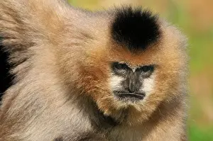 Gibbon: Northern White-cheeked Gibbon - female