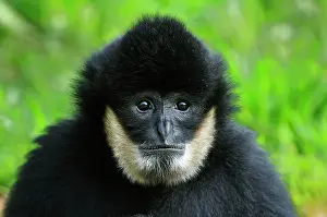 Gibbon: Northern White-cheeked Gibbon - male