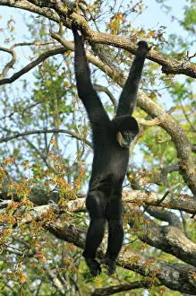 Gibbon: Northern White-cheeked Gibbon - male hanging from branch