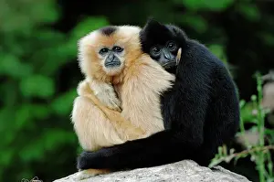 Embrace: Northern White-cheeked Gibbons, (Nomascus leucogenys