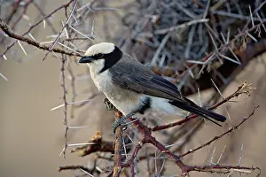 Rueppelli: Northern White-crowned Shrike, Eurocephalus