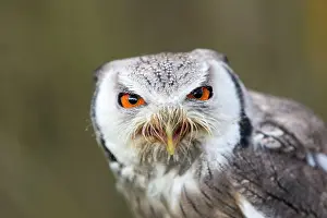 Anger: Northern White-faced Owl