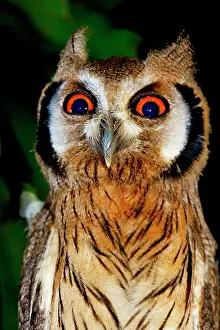 Togo: Northern white-faced owl (Ptilopsis leucotis), juvenile