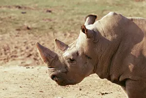 Cottoni: Northern White Rhinoceros