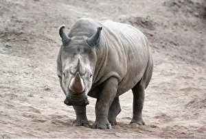 Rhinos: Northern White Rhinoceros