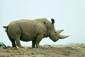 Cottoni: Northern White Rhinoceros - Male