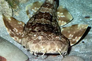Wobbegong: Northern Wobbegong Shark