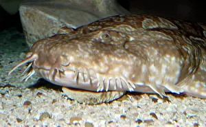 Wobbegong: Northern Wobbegong Shark