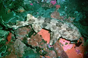 Wardi: Northern Wobbygong - Found in sub tropical waters