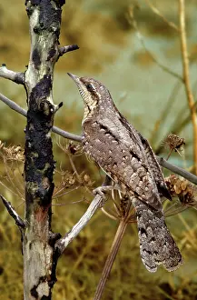 Jynx: Northern WRYNECK