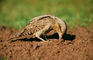 Jynx: Northern WRYNECK - feeding on ants