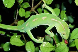 Grayi: Northland Green GECKO