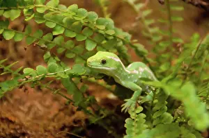 Naultinus: Northland Green Gecko