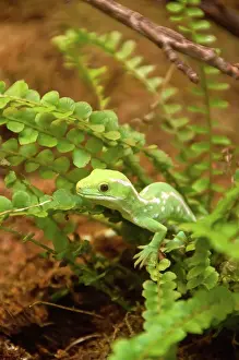 Naultinus: Northland Green Gecko