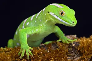 Diplodactylidae: The Northland green gecko or Gray's tree gecko (Naultinus