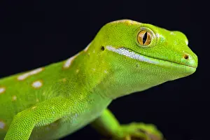 Diplodactylidae: The Northland green gecko or Gray's tree gecko (Naultinus
