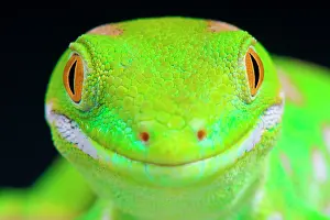 Naultinus: The Northland green gecko (Naultinus grayii) is