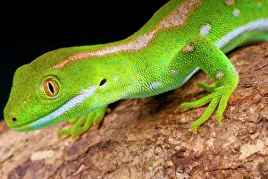 Naultinus: The Northland green gecko (Naultinus grayii) is