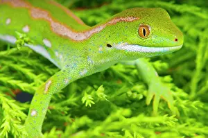 Naultinus: The Northland green gecko (Naultinus grayii) is
