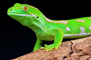 Naultinus: The Northland green gecko (Naultinus grayii) is