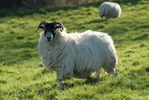 Lamb: Ewe