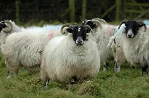 Lamb: Ewes