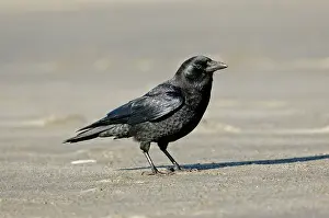Northwestern: Northwestern Crow