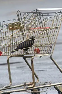 Shopping: Northwestern Crow - eating apple in abandoned shopping