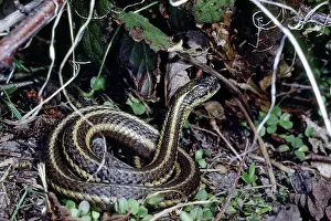 Northwestern: Northwestern Gartersnake