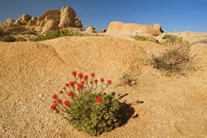 Castilleja: Northwestern Indian / Desert Paintbrush - grows