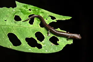 Northwestern: Northwestern Mushroom-tongue Salamander (Bolitoglossa
