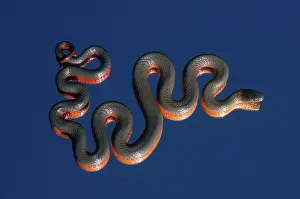 Punctatus: Northwestern Ring-necked Snake