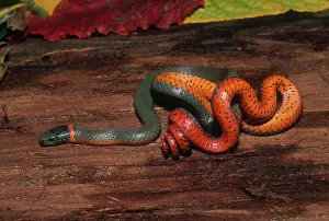 Punctatus: Northwestern Ringneck Snake