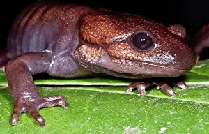 Northwestern: Northwestern Salamander