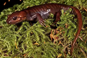 Northwestern: Northwestern Salamander