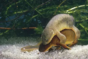Northwestern: Northwestern Salamanders in amplexus