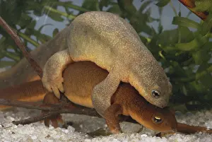 Northwestern: Northwestern Salamanders Mating