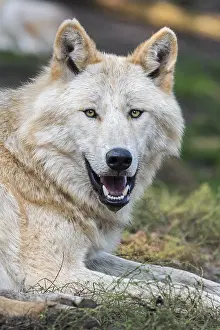 Northwestern: Northwestern wolf, Mackenzie Valley wolf (Canis