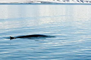 Norse: Norway. Fin whale in Woodfjord Svalbard