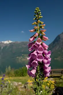 Foxglove: Norway, Geirangerfjord District. Jostedalsbreen