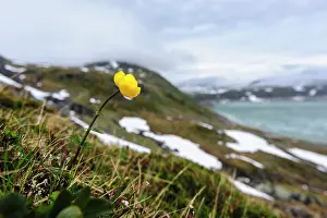 Trollius: Norway. Globe flower (Trollius europaeus)