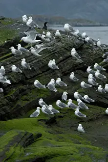 Kittiwake: Norway, Honningsvag, North Cape, Gjesvaer