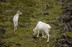Sami: Norway, Honningsvag, North Cape. The Northern